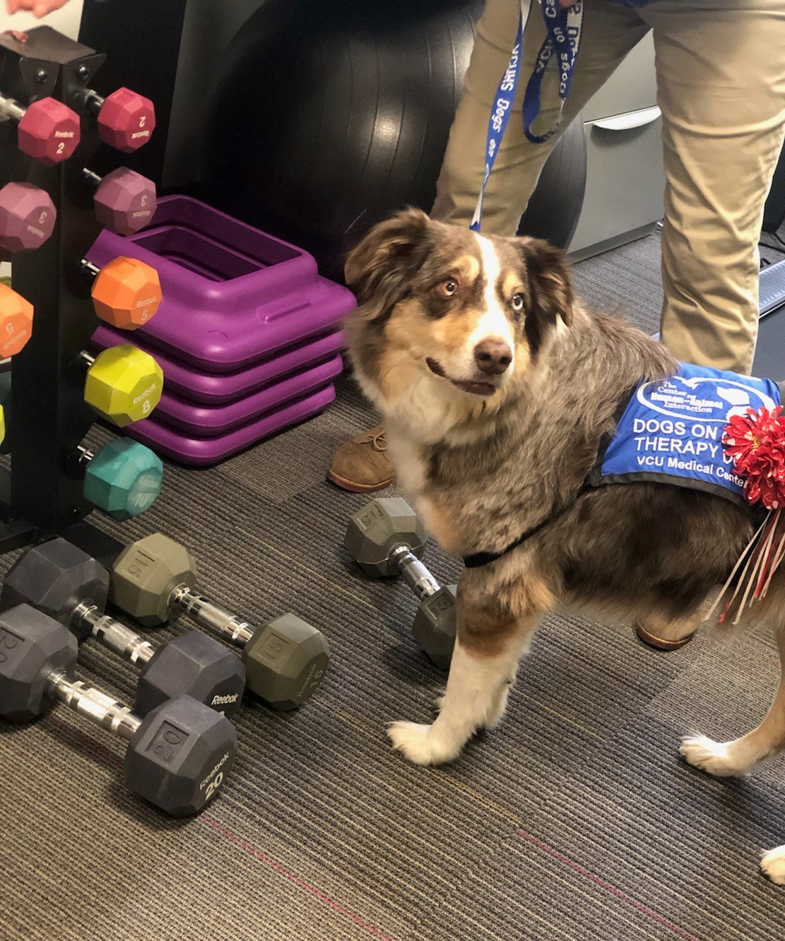 Moose from VCU Dogs on Call visits the OPT for health lab